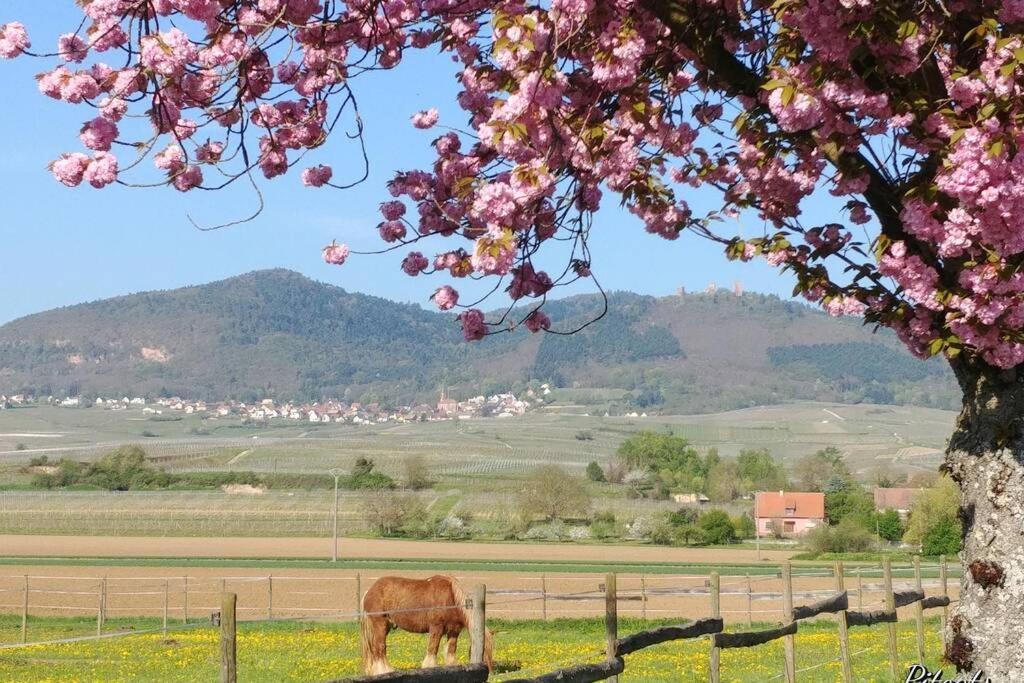 Gite A Eguisheim Proche De Colmar Et Kaysergberg. Exterior foto