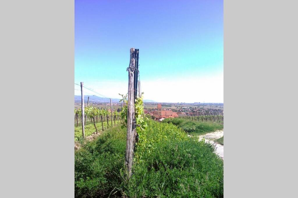 Gite A Eguisheim Proche De Colmar Et Kaysergberg. Exterior foto